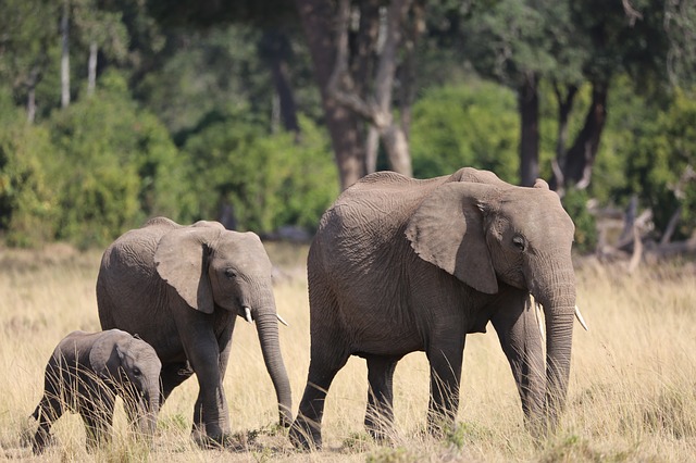 Elefanten im Masaai Mara Nationalreservat