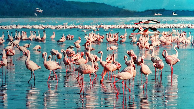 Der Nakuru See in Kenia