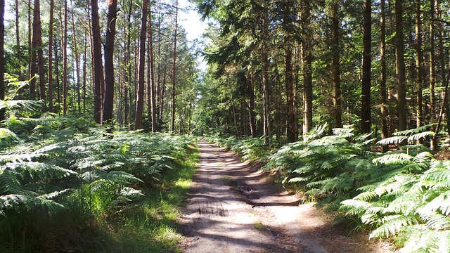 Waldweg zum Darßer Weststrand