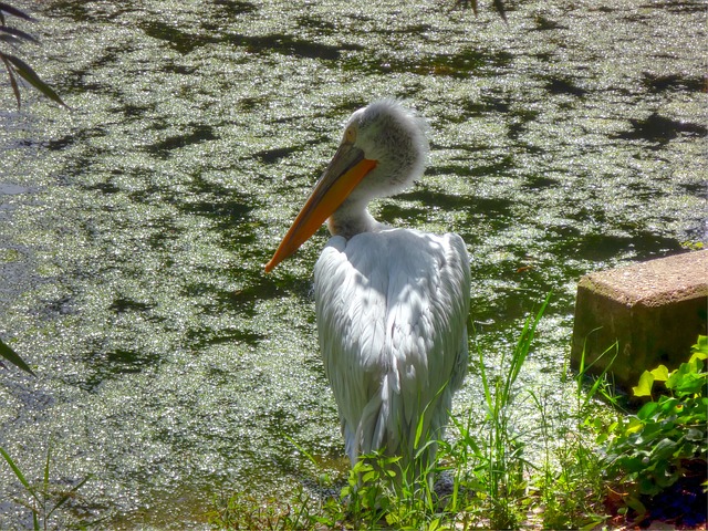 Das Pongoland im Zoo Leipzig