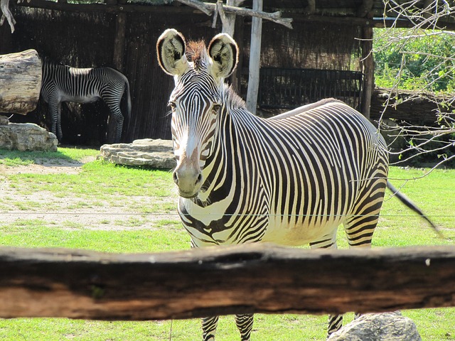 Zebras in Afrika vom Zoo