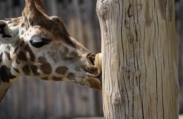 Der Zoo Leipzig - 10 Tipps für deinen Besuch im Zoo