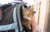 Mit Katze im Urlaub