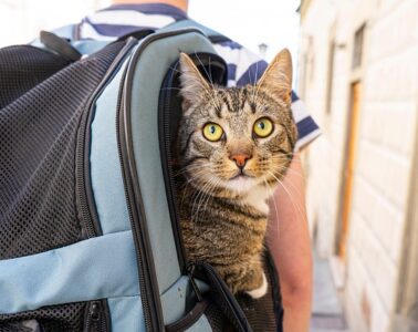 Mit Katze im Urlaub